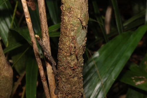 Image of Rhodamnia maideniana by (c) Greg Tasney, some rights reserved (CC BY-SA)