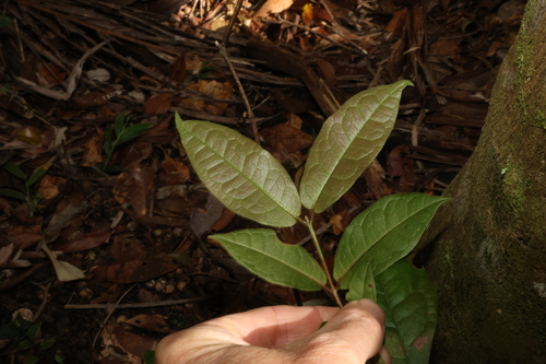 Image of Palmeria racemosa by (c) Greg Tasney, some rights reserved (CC BY-SA)