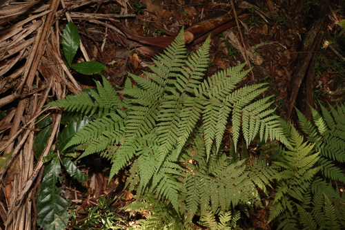 Image of Parapolystichum microsorum by (c) Greg Tasney, some rights reserved (CC BY-SA)