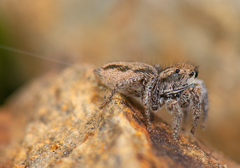 Habronattus anepsius