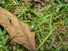 Diabrotica decempunctata