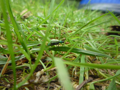 Diabrotica decempunctata