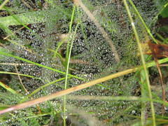 Diapontia uruguayensis