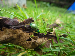 Diabrotica decempunctata