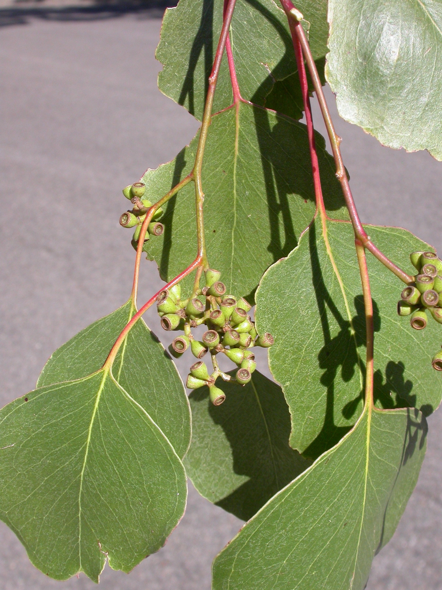 Eucalyptus populnea
