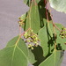Eucalyptus populnea - Photo (c) Dean Nicolle, algunos derechos reservados (CC BY-NC), subido por Dean Nicolle