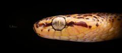 Northern Marbled Nocturnal Tree Snake photo 3