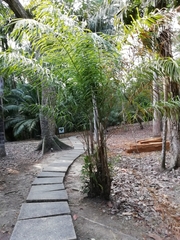 Bactris gasipaes chichagui