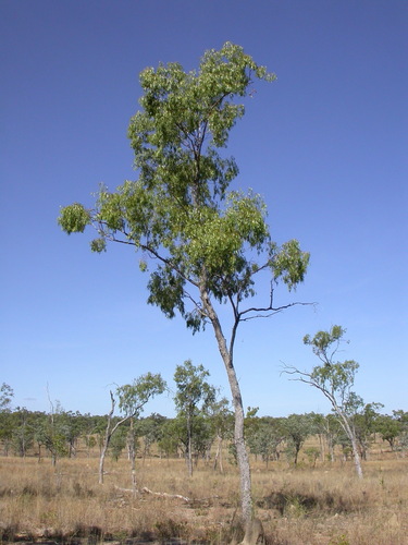 Eucalyptus brownii · iNaturalist