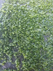 Prasiola meridionalis