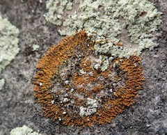 Leproplaca cirrochroa