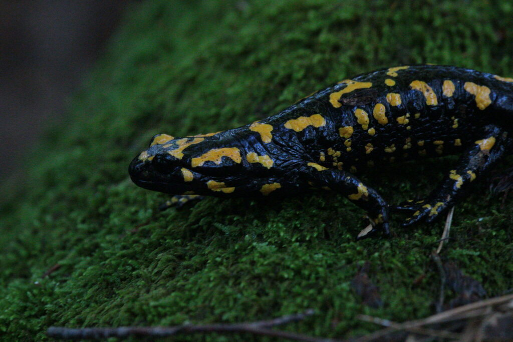 Corsican Fire Salamander from 20219 Vivario, France on October 29, 2023 ...