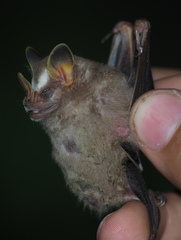 Image of Dermanura phaeotis