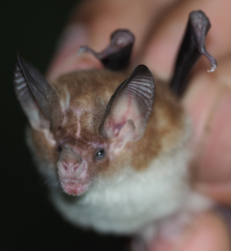 Northern Big-eared Bat (Micronycteris tresamici) — Data Deficient Mammalia