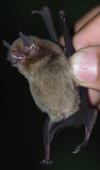 Image of Pteronotus davyi