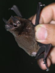 Image of Pteronotus gymnonotus