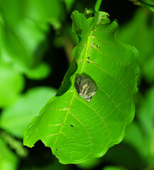 Artibeus (Dermanura) watsoni image