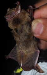 Image of Lasiurus ega