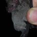 Merriam's Long-tongued Bat - Photo (c) Venkat Sankar, some rights reserved (CC BY-NC), uploaded by Venkat Sankar