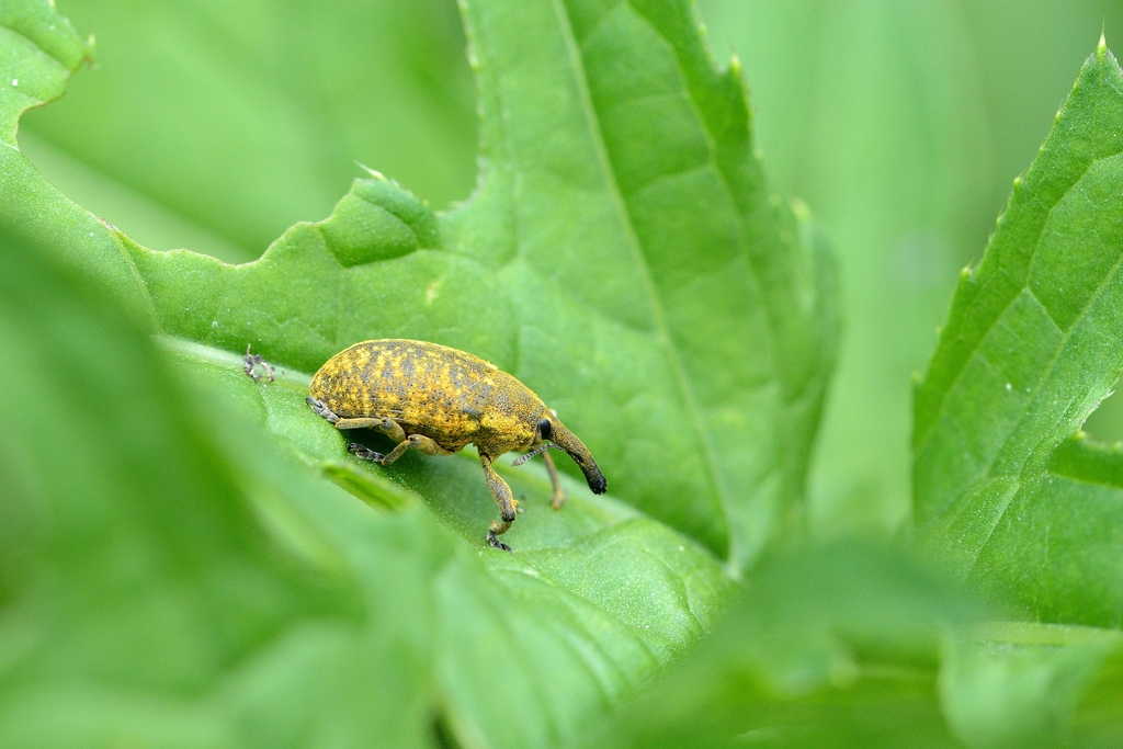 Canada Thistle Bud Weevil from Powiat krakowski, Polska on June 2, 2019 ...