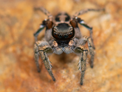 Habronattus anepsius