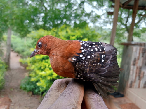 iNaturalist image
