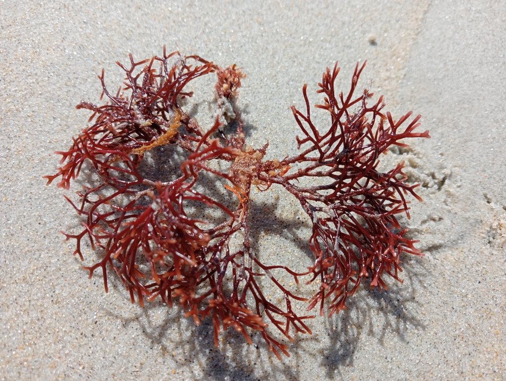 Gymnogongrus furcatus
