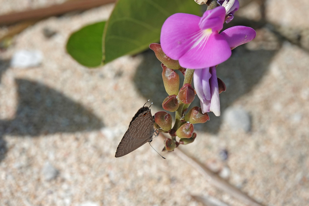 Purple Cerulean from Coral Sea QLD, Australia on June 2, 2023 at 10:41 ...