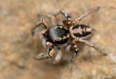 Habronattus anepsius