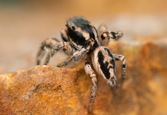 Habronattus anepsius