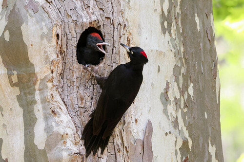 Picamaderos negro (Dryocopus martius)