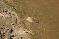 Apalone spinifera aspera