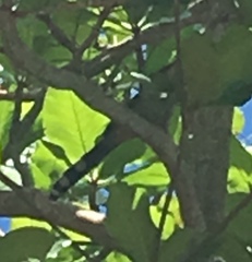 Coccyzus longirostris