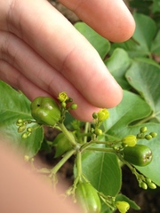 Jatropha flavovirens