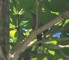 Coccyzus longirostris