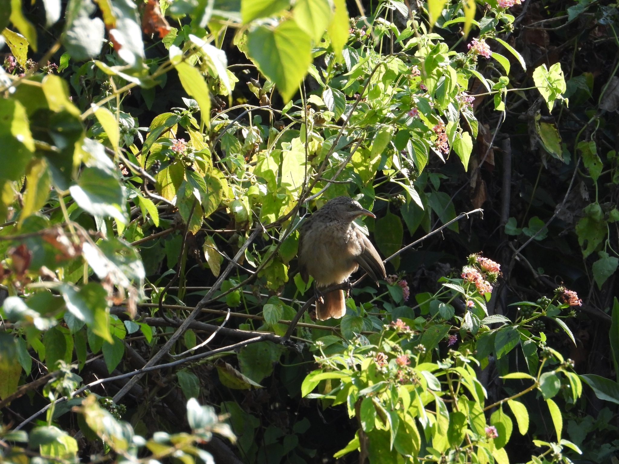Striated Babbler illustration