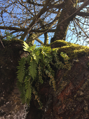 Polypodium glycyrrhiza