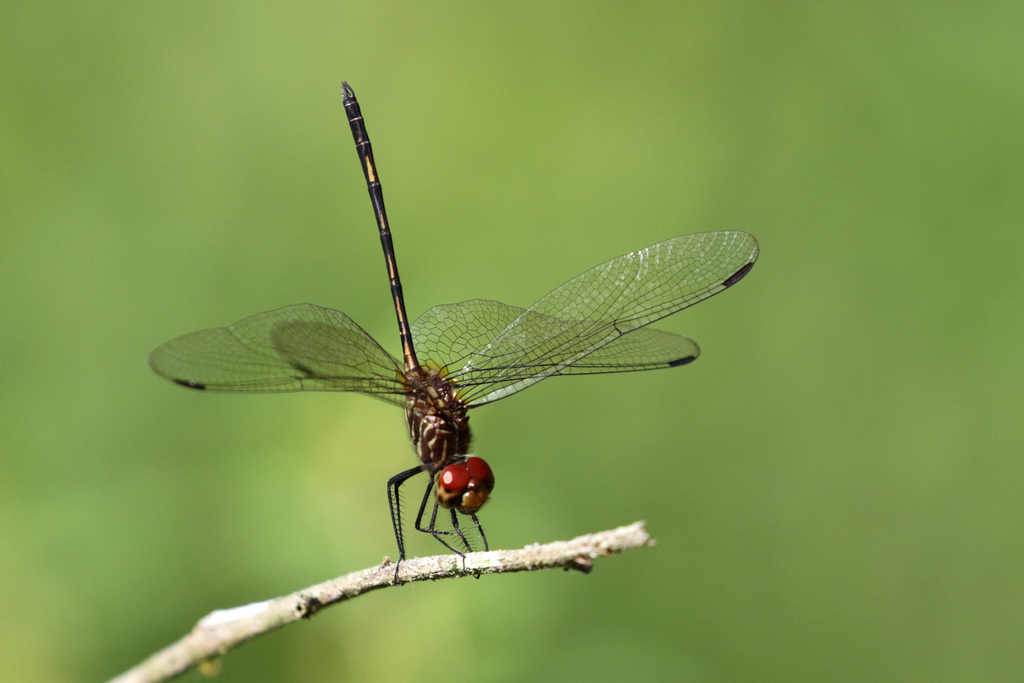 Brown Setwing