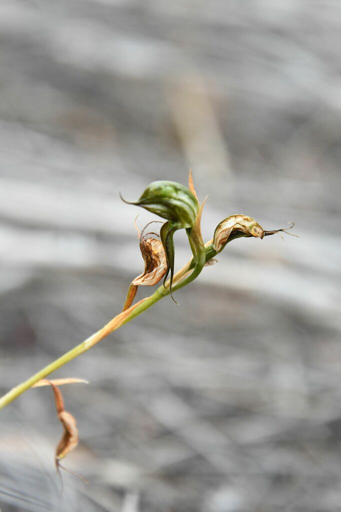 Pterostylis roensis