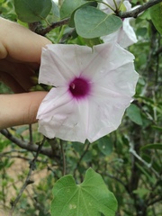 Ipomoea bonariensis