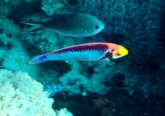 Aquamarine Wrasse photo 4