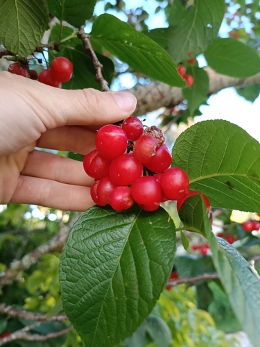 Prunus campanulata