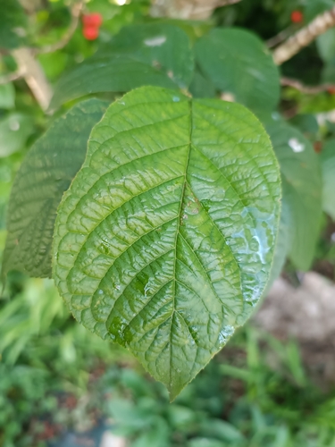 Prunus campanulata