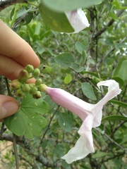 Ipomoea bonariensis