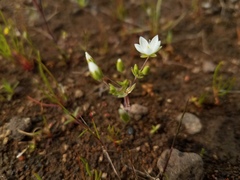 Sabulina californica