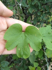 Ipomoea bonariensis