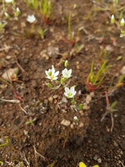 Sabulina californica