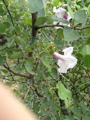 Ipomoea bonariensis