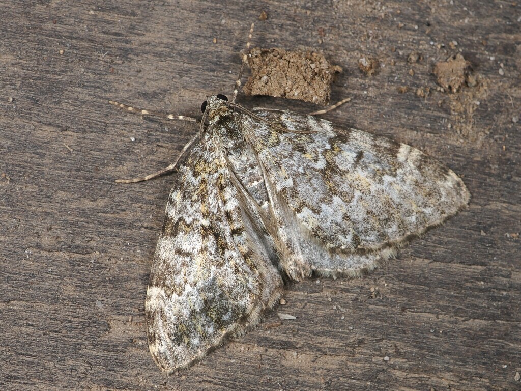 Entephria amplicosta