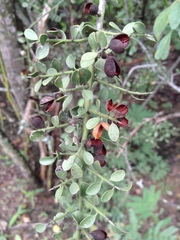 Maytenus spinosa